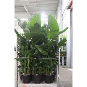 Strelitzia Nicolai 6pp Extra Large Xxxl