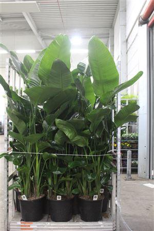<h4>Strelitzia Nicolai 6pp Extra Large Xxxl</h4>