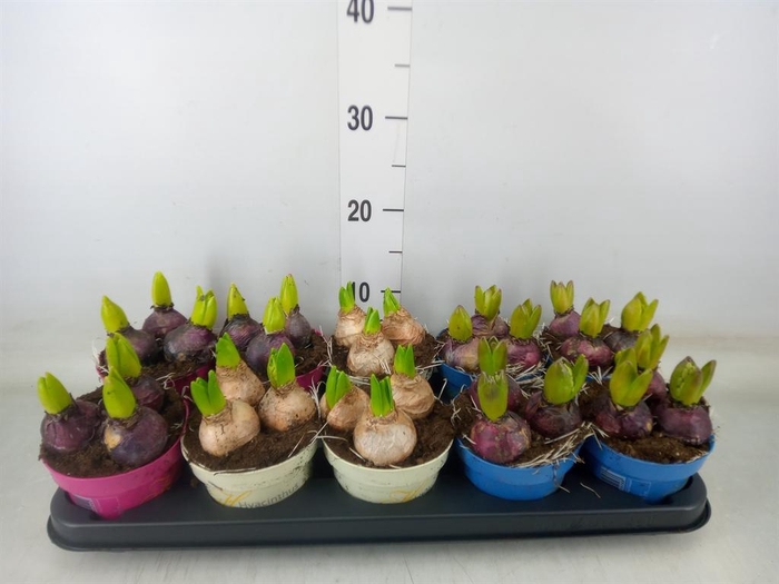 <h4>Hyacinthus orie.   ...mix 3</h4>