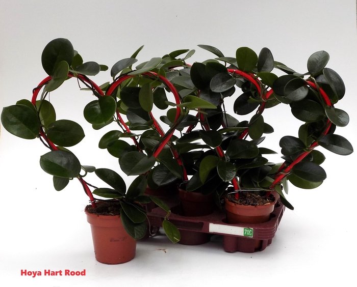 <h4>HOYA AUSTRALIS</h4>