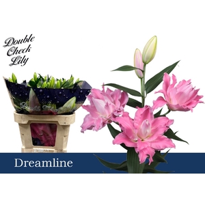 LI OR DU DREAMLINE