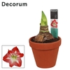 Amaryllis Exotic Striped 2 Knop Terracotta Steen OP (Decorum)