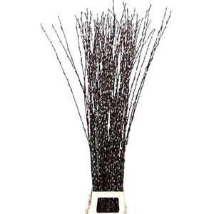 Salix Wilgenkatjes Extra