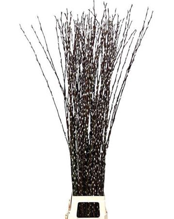 <h4>T Salix Wilgenkatjes 150cm</h4>