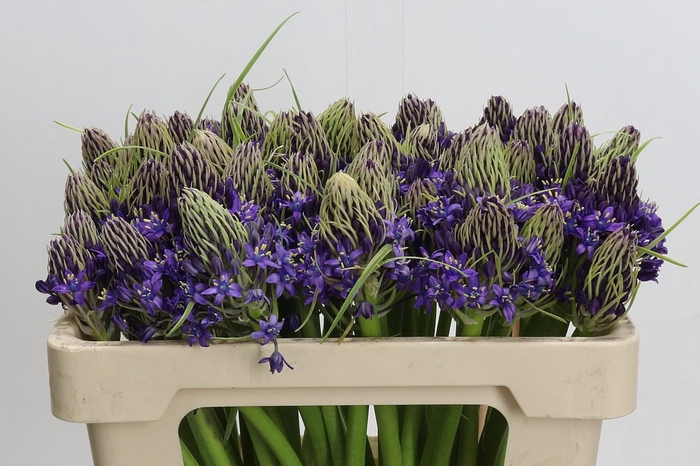 <h4>Scilla Peruviana</h4>