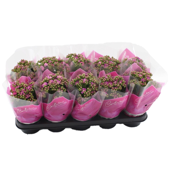 <h4>Kalanchoë 12 cm More Flowers Augusta in Couture sleeve</h4>