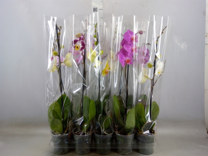 <h4>Phalaenopsis   ...mix  5</h4>