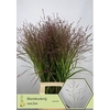 Panicum Warrior