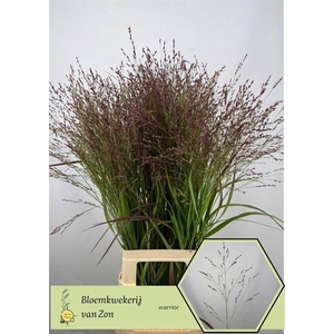 Panicum Warrior Frank Zon