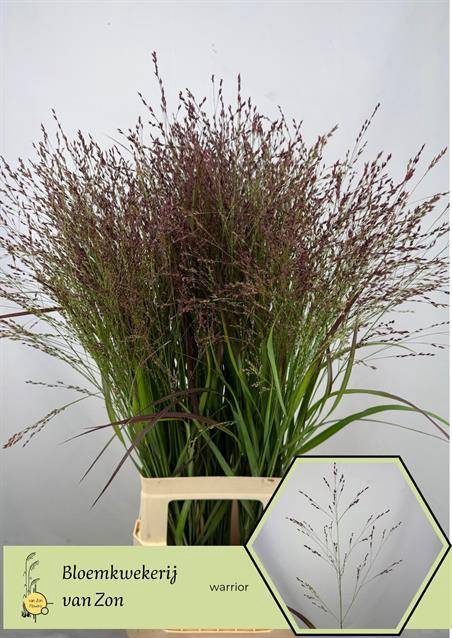 <h4>Panicum Warrior</h4>
