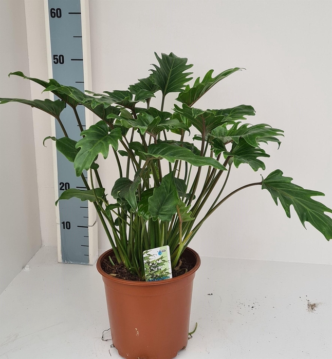 <h4>Philodendron xanadu</h4>