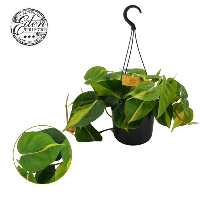 <h4>Philodendron scandens Brasil 15 cm hangpot</h4>