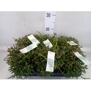 Rhipsalis burchellii