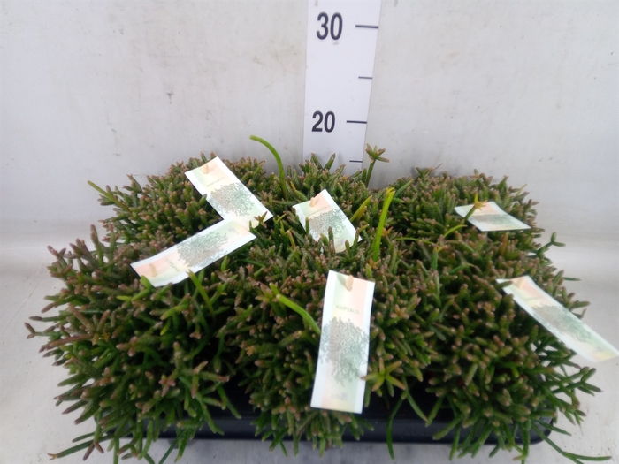 <h4>Rhipsalis burchellii</h4>