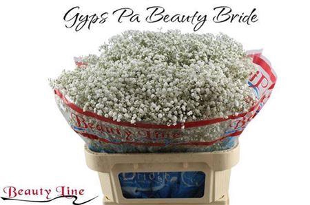 <h4>Gyps Pa Beauty Bride</h4>