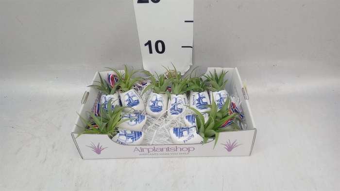 <h4>Tillandsia</h4>