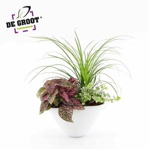 Arrangement Nolina in enveloppot