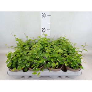 Ficus pumila 'White Sunny'