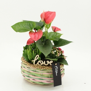 ARR ANTHURIUM H%