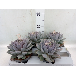 Pachyphytum  'Draco'