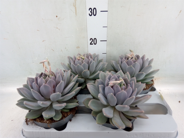 <h4>Pachyphytum  'Draco'</h4>