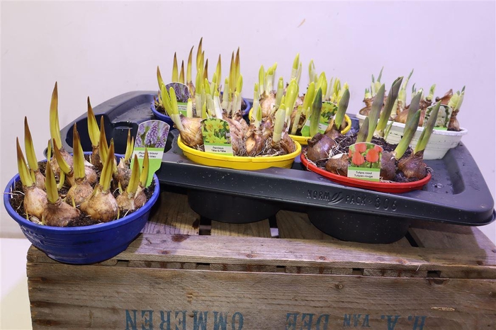 <h4>Bolbloemen Gem</h4>