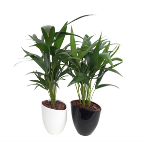 Kentia in avani pot kereamiek mix