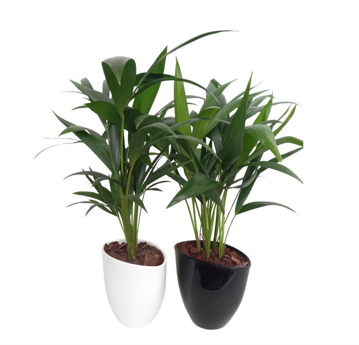 <h4>Kentia in avani pot kereamiek mix</h4>