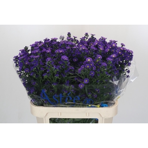 Aster Blauw