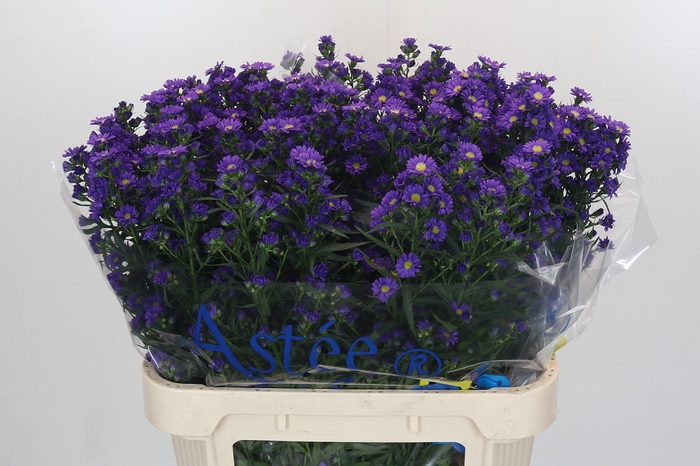 <h4>Aster Blauw</h4>
