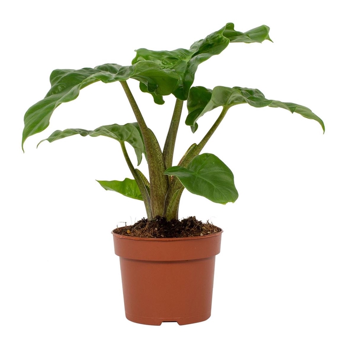 <h4>Alocasia Low Rider</h4>