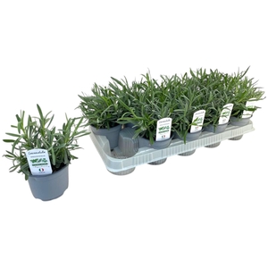Lavandula angustifolia p12