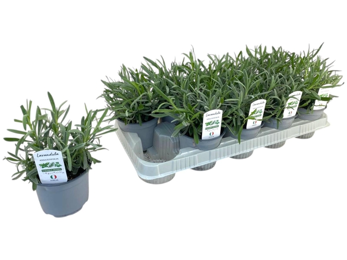 <h4>Lavandula angustifolia p12</h4>