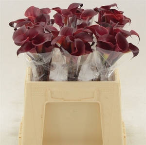 Calla Red Charm