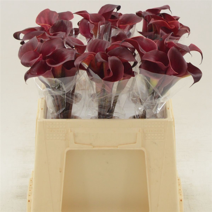 <h4>Calla Red Charm</h4>