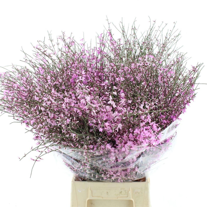 <h4>GENISTA KLB BS H%</h4>