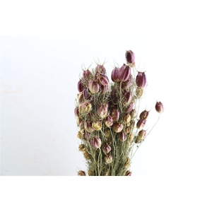 Dried Nigella Natural Bunch