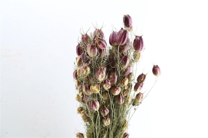 <h4>Dried Nigella Natural Bunch</h4>