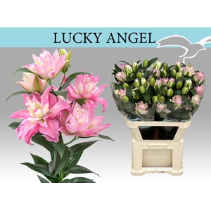 LI OR DU LUCKY ANGEL