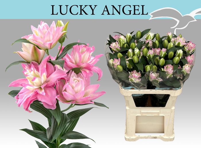 <h4>LI OR DU LUCKY ANGEL</h4>