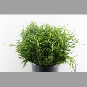 Conifeer Groen 55 Cm P Tak