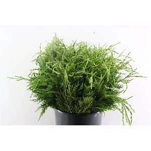 Conifeer Groen 55 Cm P Tak