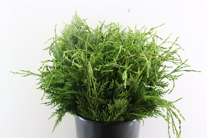 <h4>Conifeer Groen 55 Cm P Tak</h4>