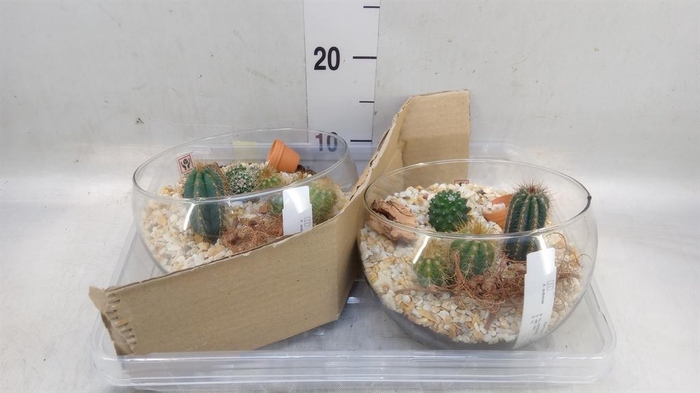 <h4>Arr.  Cactus L%</h4>