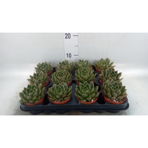 Echeveria   ...not flowering