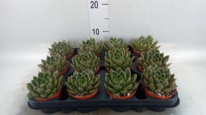 <h4>Echeveria   ...not flowering</h4>