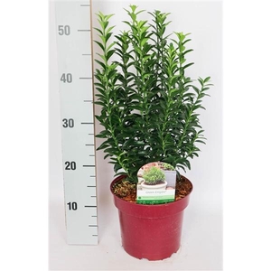 Euonymus japonicus 'Green Empire' ® C3 25-30