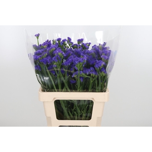 Limonium Crystal Dark Blue
