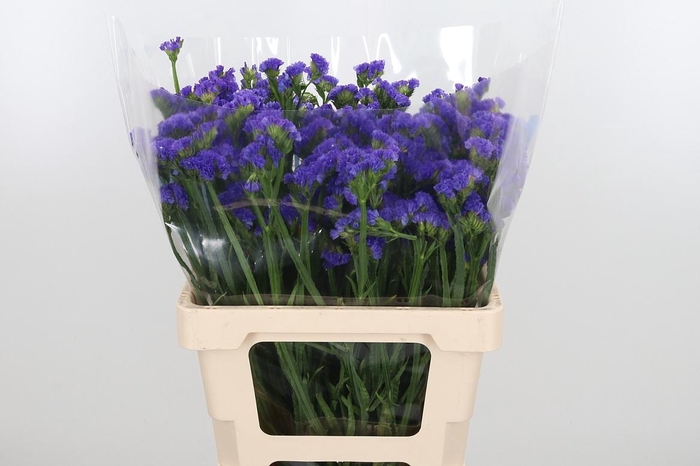 <h4>Limonium Crystal Dark Blue</h4>