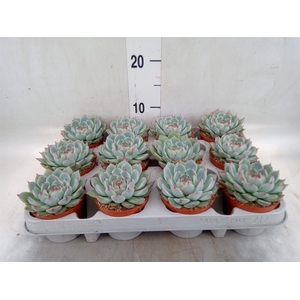 Echeveria   ...